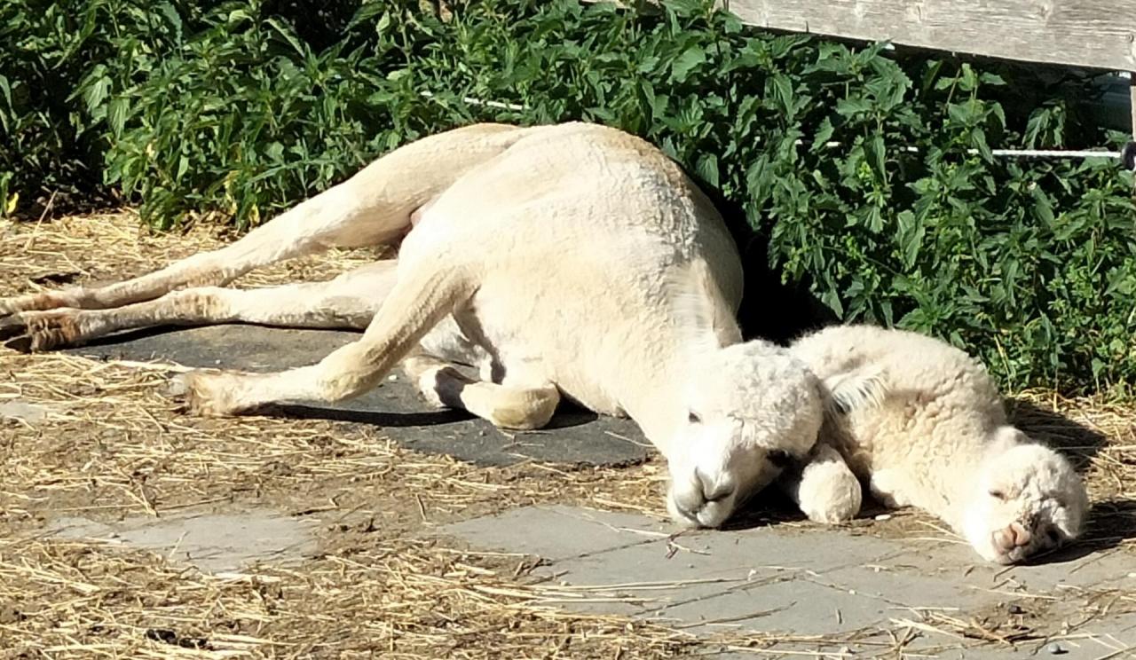 Alpaka Mutter mit Alpaka Fohlen liegen in der Sonne 