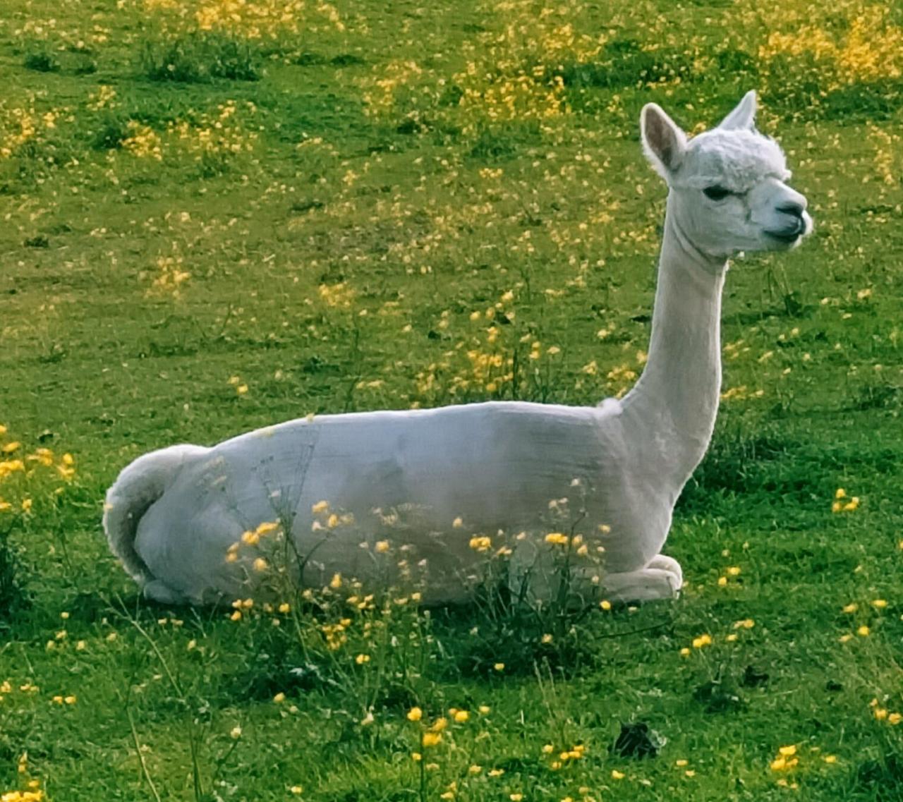 Alpaka liegt auf einer Wiese mit Hahnenfuß 